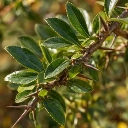 Buisson ardent orange 'Orange glow' (Pyracantha coccinea) — rameau épineux avec feuillage vert brillant · Photo d'illustration