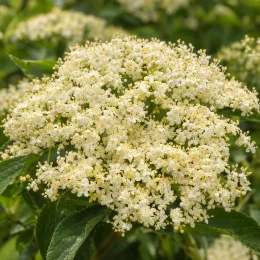 Sureau noir (Sambucus nigra) — grande grappe dense de petites fleurs crème · Photo d'illustration