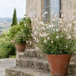 Gaura 'Whirling butterflies' (Gaura lindheimeri) — plante florifère en pot sur marches en pierre · Photo d'illustration