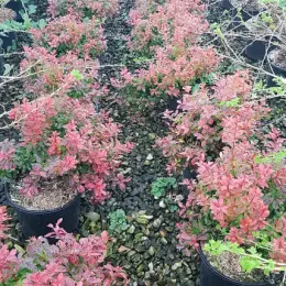 Épine-vinette 'Admiration' (Berberis thunbergii) — rangées d'arbustes au feuillage rouge en pépinière · Pot 3L Touffe
