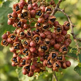 Poivrier de corée (Zanthoxylum coreanum) — grosse grappe de fruits secs ouverts · Photo d'illustration
