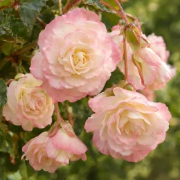 Bégonia parfumée 'Angélique' (Begonia odorata) — grappes de fleurs doubles rose pâle pendantes · Photo d'illustration