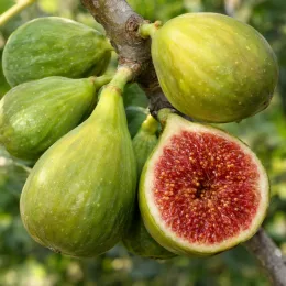 Figuier 'Brunswick' (Ficus carica) — groupe de fruits, un figue coupée