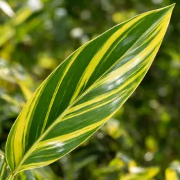 Gingembre coquille panaché 'Variegata' (Alpinia) — gros plan sur une feuille panachée allongée · Photo d'illustration