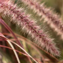 Herbe aux écouvillons pourpres 'Fireworks' (Pennisetum setaceum) — gros plan sur épis plumeux rosés