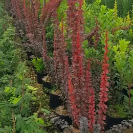 Épine-vinette 'Redtorch' (Berberis thunbergii) — rangée de jeunes arbustes rouges en pot noir · Pot 3L Touffe