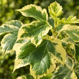 Mûrier blanc panaché 'Papers doll' (Morus alba) — gros plan sur feuillage panaché vert et crème · Photo d'illustration