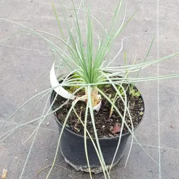 Bâton de jacob (Asphodeline lutea) — jeune plant vert aux feuilles fines dans pot noir · Pot 2.5L