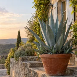 Agave d'amérique bleu 'Toliman blue' (Agave americana) — grande plante graphique en pot sur terrasse · Photo d'illustration