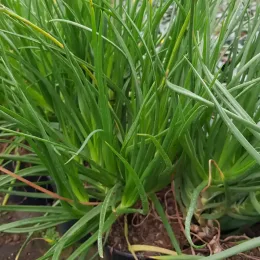 Bulbine jaune 'Yellow' (Bulbine caulescens) — touffe dense de feuilles vertes en pot · Pot 2.5L