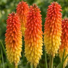 Kniphofia 'Poco® sunset' — gros plan sur inflorescences dressées bicolores