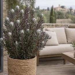 Leucadendron de galpin 'Purple haze' (Leucadendron galpinii) — grand arbuste en pot tressé sur terrasse · Photo d'illustration