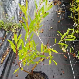 Saule à rameaux bleus (Salix irrorata) — jeune arbuste à feuilles étroites en pot · Pot 2.5L