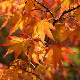 Érable du japon 'Little princess' (Acer palmatum) — feuilles lobées jaunes et orangées en gros plan