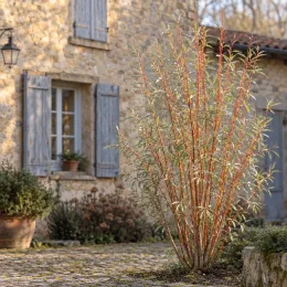 Saule blanc 'Chermesina' (Salix alba) — arbuste élancé au feuillage fin devant maison en pierre · Photo d'illustration