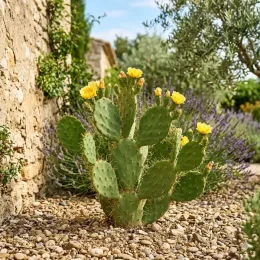 Oponce (Opuntia species) — cactus épineux à fleurs jaunes en massif méditerranéen