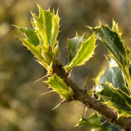 Houx hérisson 'Ferox aurea' (Ilex aquifolium) — gros plan de feuilles épineuses panachées vert et jaune · Photo d'illustration