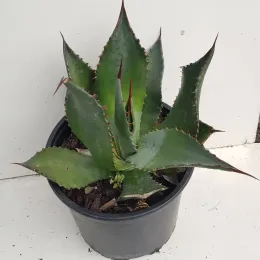 Agave de palmer (Agave palmeri) — plante succulente épineuse dans pot plastique noir · Pot 2.5L