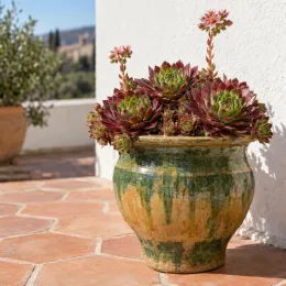 Joubarbe (Sempervivum × liparii) — succulente en pot vernissé sur terrasse ensoleillée · Photo d'illustration