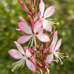 Gaura 'Geyser pink' (Gaura lindheimeri) — grappe de petites fleurs roses étoilées · Photo d'illustration