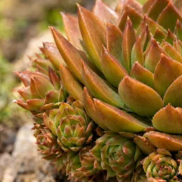 Succulente 'Copper canyon' (Sempervivum) — rosettes serrées aux feuilles épaisses vert cuivré · Photo d'illustration