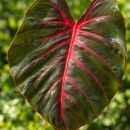 Colocasia 'Flocolegy' — grand feuillage nervuré vert avec nervures rouges · Photo d'illustration