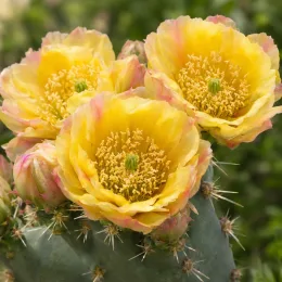 Cactée 'Rastrera' (Opuntia engelmannii) — trois grandes fleurs jaunes sur tige épineuse · Photo d'illustration