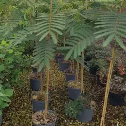 Arbre à soie à fleurs rouge 'Rouge selection' (Albizia) — rangée de jeunes arbres en pots sous serre · Pot 8L Baliveau
