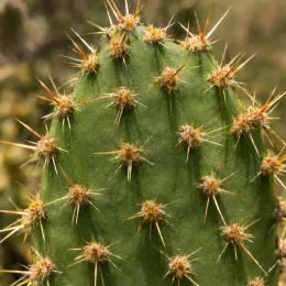 Cactée 'Kurt' (Opuntia) — segment de tige de cactus couvert d’épines · Photo d'illustration