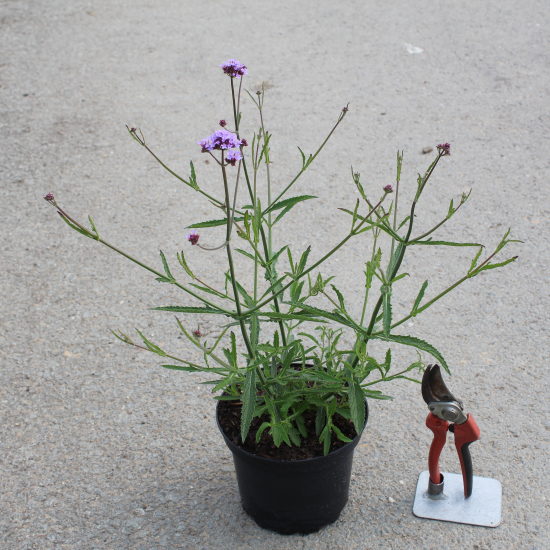 Verveine 'Lollipop'