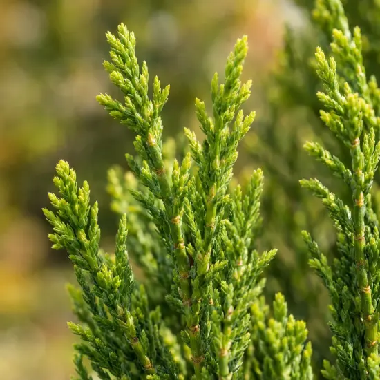 Cyprès d'italie 'Pyramidalis' (Cupressocyparis leylandii) — ramifications denses de conifère au feuillage écailleux