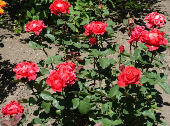 Rosier 'Eclat de rire - red folies '