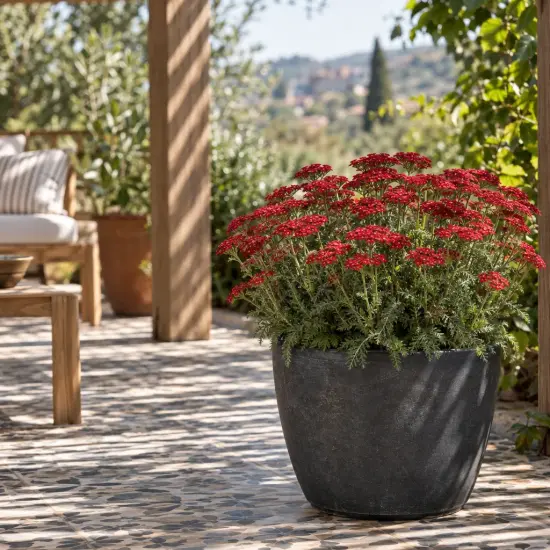 Achillée millefeuille 'Milly rock red' (Achillea millefolium) — plante à fleurs rouges en gros pot sombre