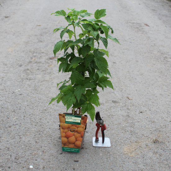 Framboisier 'Fall gold'