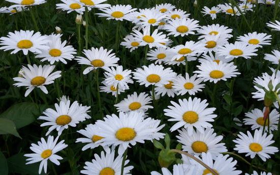 Marguerite 'Becky'