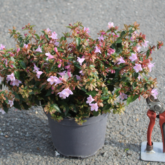 Abelia à grandes fleurs Ping Pong