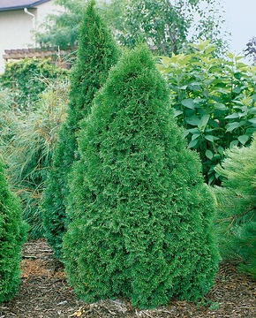 Thuya émeraude 'Emeraude'