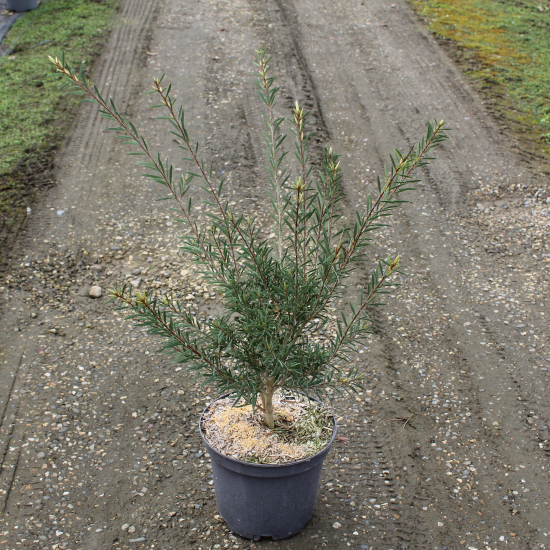 Rince-bouteille Violet