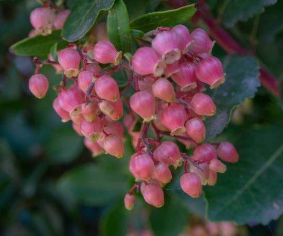 Arbre Aux Fraises Roselily