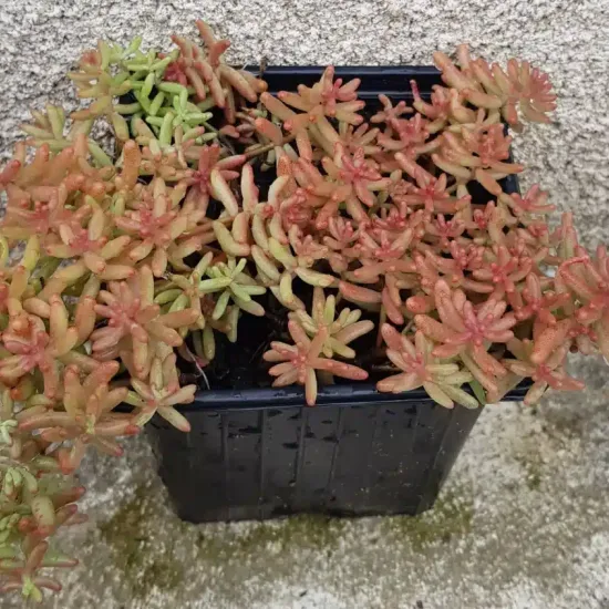 Sédum blanc (Sedum album) — plante grasse compacte aux tiges charnues colorées · Godet