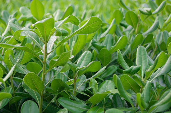 Griselinie du littoral 'Redge'