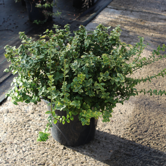 Fusain de fortune 'Emerald n gold'