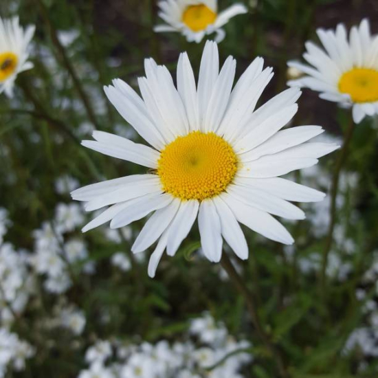 Marguerite 'Snowcap'