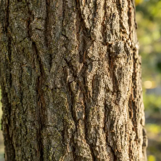 Robinier faux-acacia 'Bessoniana' (Robinia pseudoacacia) — gros plan sur écorce d arbre rugueuse