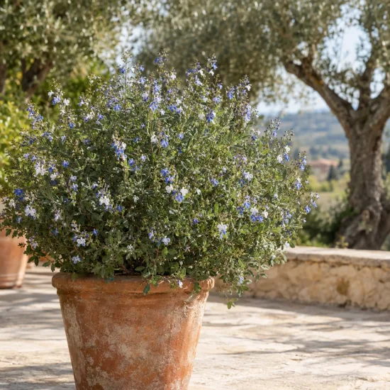 Sauge prostrée (Salvia chamelaeagna) — buisson fleuri bleu en pot sur terrasse en pierre · Photo d'illustration