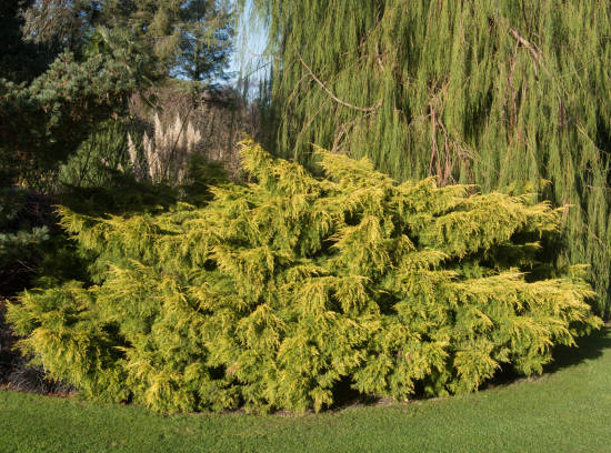 Genévrier 'Old Gold'