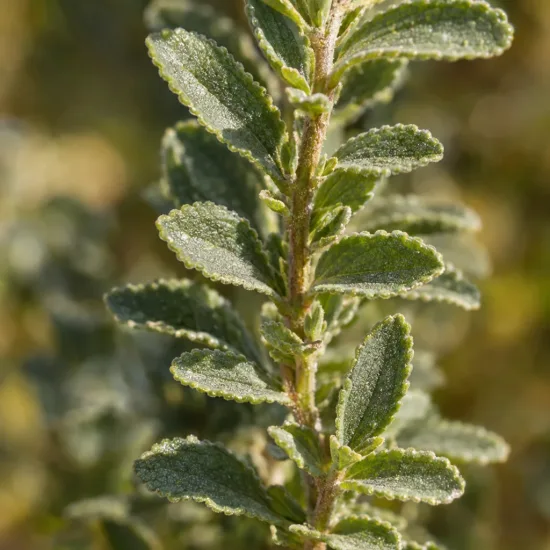 Sauge prostrée (Salvia chamelaeagna) — gros plan sur tige avec petites feuilles duveteuses · Photo d'illustration