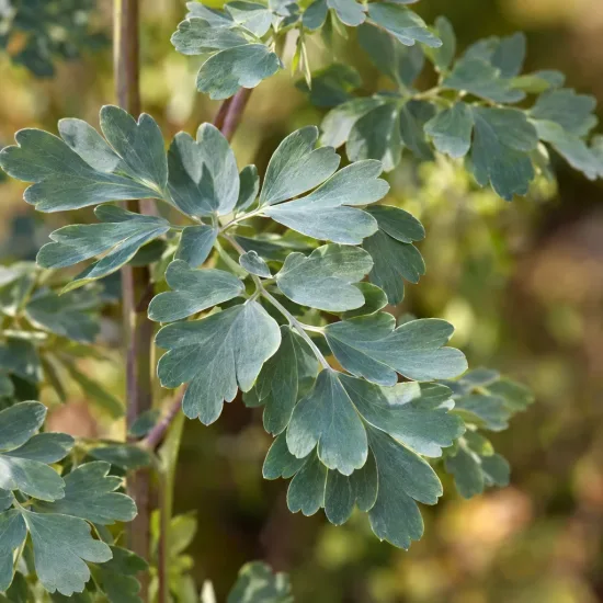 Thalictrum 'Purpureum' (Thalictrum aquilegifolium) — gros plan sur feuillage découpé vert bleuté · Photo d'illustration
