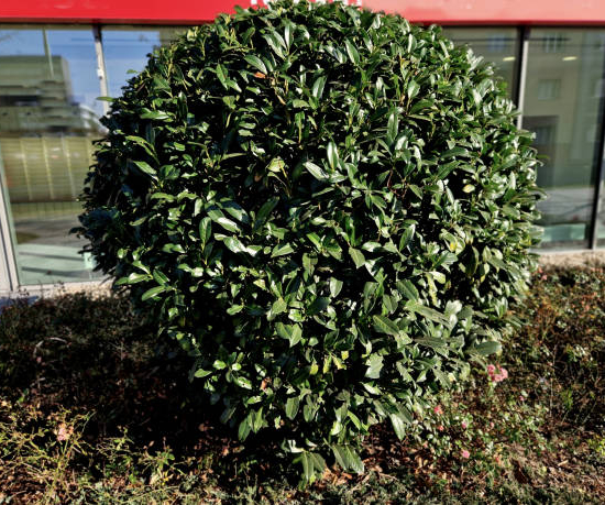 Houx crénelé nain 'Luxus globe'
