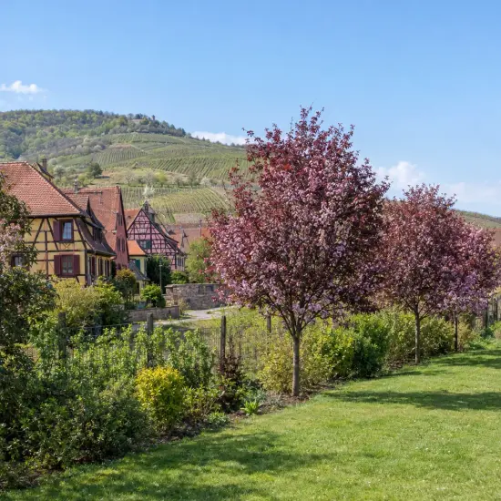 Prunier myrobolan 'Pissardii nigra' (Prunus cerasifera) — alignement d’arbres en fleurs près de maisons alsaciennes